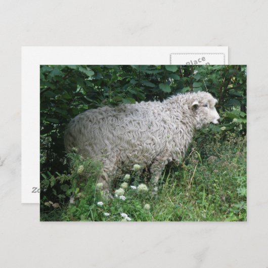 Cute Greedy Sheep Eating Briefkaart (Voorkant / Achterkant)