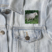 Cute Greedy Sheep Eating Button (In situ)