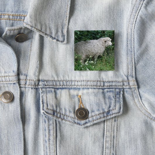 Cute Greedy Sheep Eating Button (In situ)