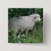 Cute Greedy Sheep Eating Button (Voorkant)