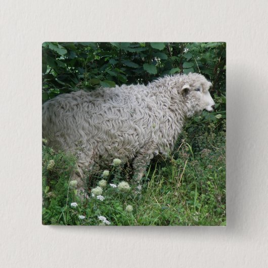 Cute Greedy Sheep Eating Button (Voorkant)