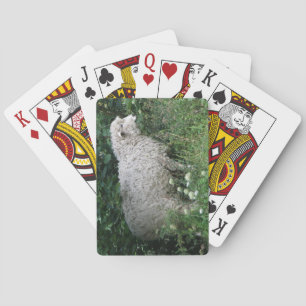 Cute Greedy Sheep Eating Playing Cards Speelkaarten