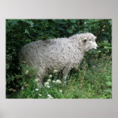 Cute Greedy Sheep Eating Print (Voorkant)