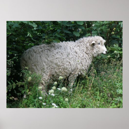 Cute Greedy Sheep Eating Print (Voorkant)