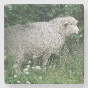 Cute Greedy Sheep Eating Stone Onderzetter