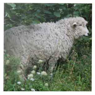 Cute Greedy Sheep Eating Tile Tegeltje