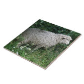 Cute Greedy Sheep Eating Tile Tegeltje (Zijkant)