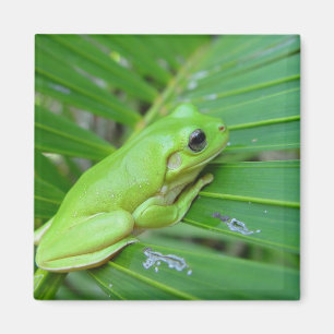 Cute Green Candone Frog on the lef of Palm Magneet