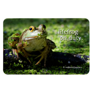 Cute Green Frog slaat een paal op de slang Magneet