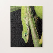 Cute Green Garden Anole Lizard Natuur Wildlife