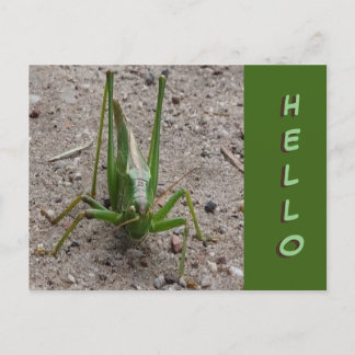 Cute Green Grasshopper Close HALLO Briefkaart