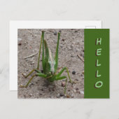 Cute Green Grasshopper Close HALLO Briefkaart (Voorkant / Achterkant)