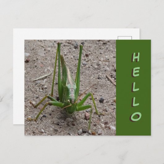 Cute Green Grasshopper Close HALLO Briefkaart (Voorkant / Achterkant)