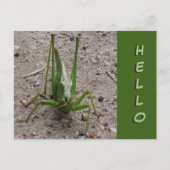 Cute Green Grasshopper Close HALLO Briefkaart (Voorkant)