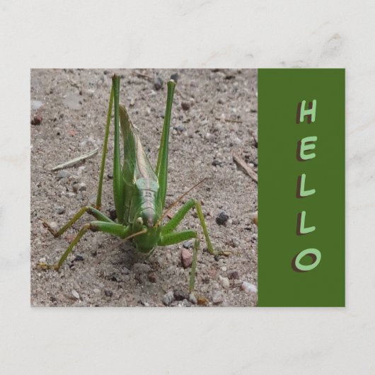 Cute Green Grasshopper Close HALLO Briefkaart (Voorkant)