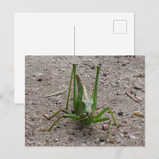 Cute Green Grasshopper DIY Briefkaart (Voorkant / Achterkant)