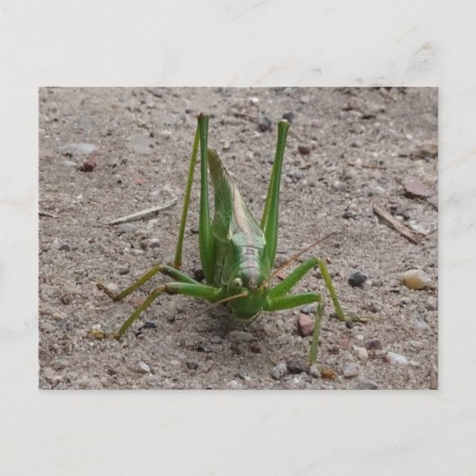 Cute Green Grasshopper DIY Briefkaart (Voorkant)