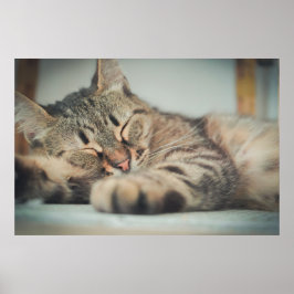 Cute Grey Black Brown Cat Slaping Poster
