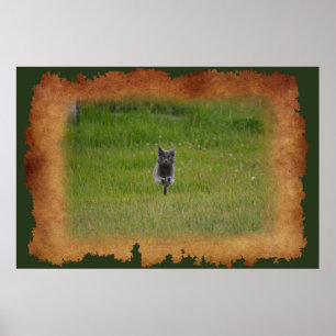 Cute Grey Boerderij Cat Racing Over Green Grass Fo Poster