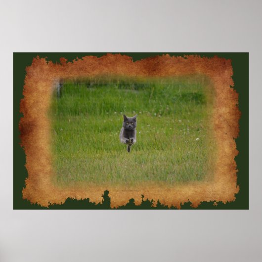 Cute Grey Boerderij Cat Racing Over Green Grass Fo Poster (Voorkant)