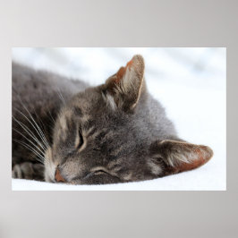 Cute Grey Cat Slaping Poster