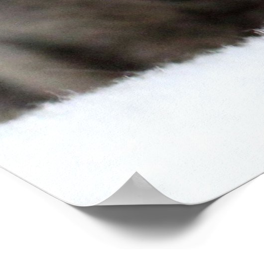 Cute Grey Cat Slaping Poster (Hoek)