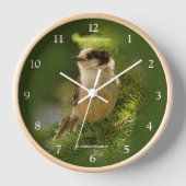 Cute Grey Jay Whiskeyjack Songbird in Fir Tree (Voorkant)