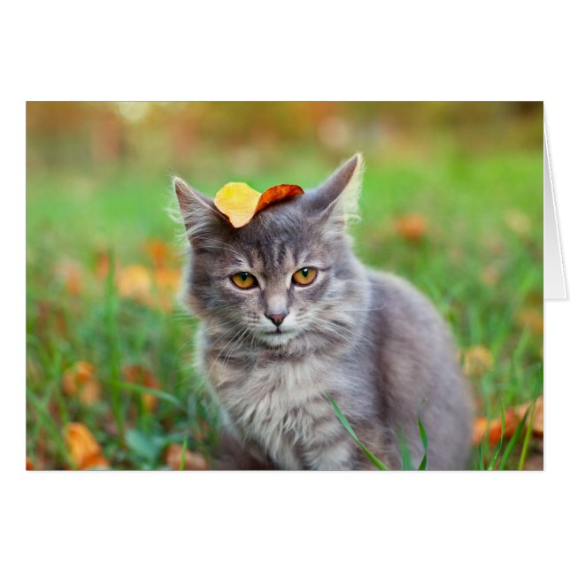 Cute Grey Kat met Leaf op Head (Voorkant Horizontaal)