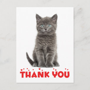 Cute Grey Kitten Bedankt voor je Briefkaart