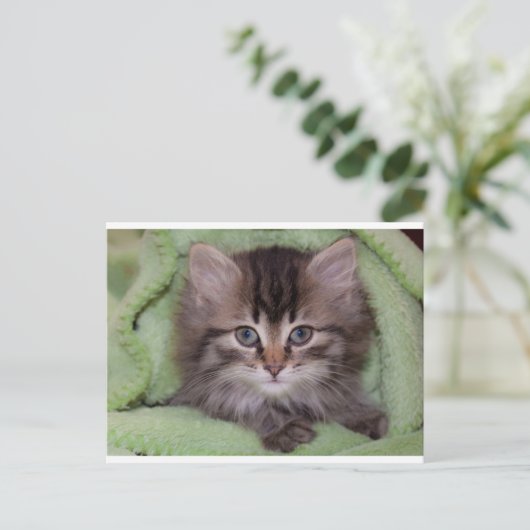 Cute Grey Kitten over het Briefkaart van de Groene (Staand voorkant)