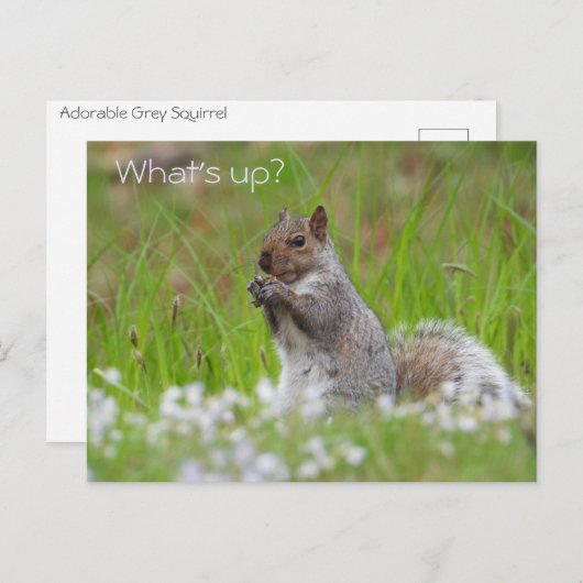 Cute Grey Squirrel - WAT IS ER? Briefkaart (Voorkant / Achterkant)