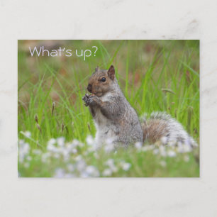 Cute Grey Squirrel - WAT IS ER? Briefkaart