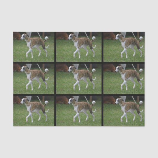 Cute Greyhound Tissuepapier (Voorkant)
