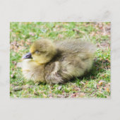 Cute Greylag Gosling Briefkaart (Voorkant)