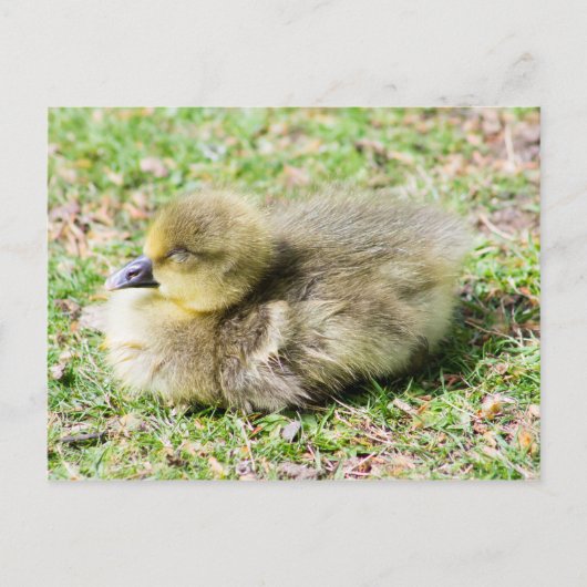 Cute Greylag Gosling Briefkaart (Voorkant)