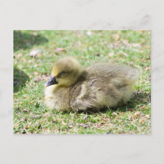 Cute Greylag Gosling Briefkaart