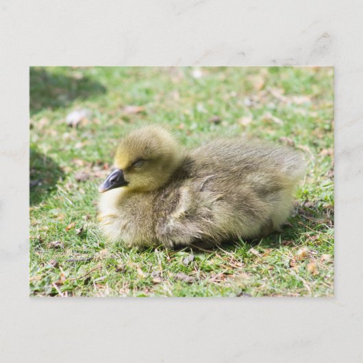 Cute Greylag Gosling Briefkaart (Voorkant)