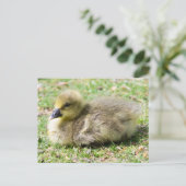 Cute Greylag Gosling Briefkaart (Staand voorkant)