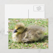 Cute Greylag Gosling Briefkaart (Voorkant / Achterkant)