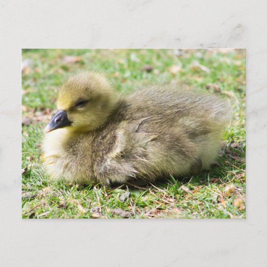 Cute Greylag Gosling Briefkaart (Voorkant)