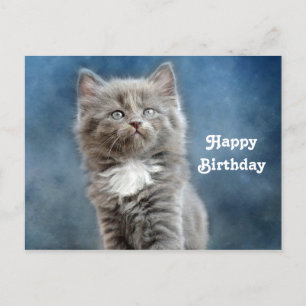 Cute grijze en witte katje foto verjaardag briefkaart