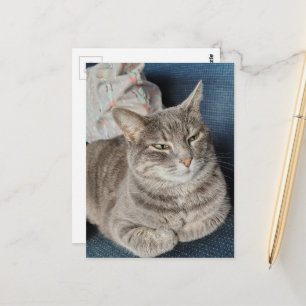 Cute Grijze Tabbykat Briefkaart