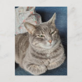 Cute Grijze Tabbykat Briefkaart (Voorkant)