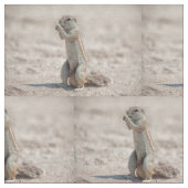 Cute ground sqirrel stof (Close Up)