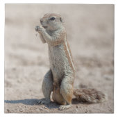 Cute ground sqirrel tegeltje (Voorkant)