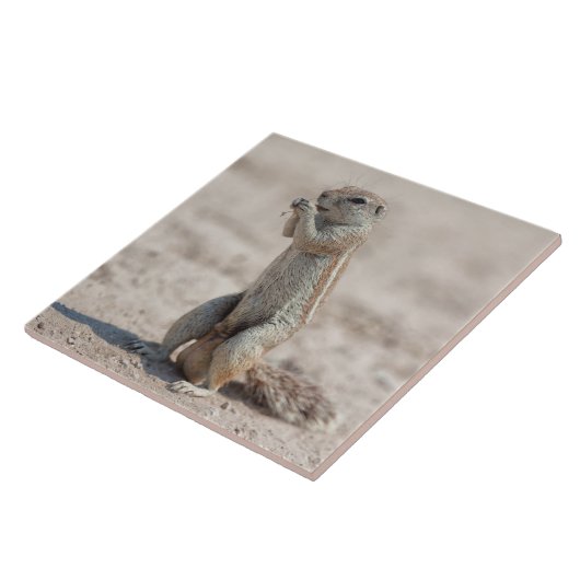 Cute ground sqirrel tegeltje (Zijkant)
