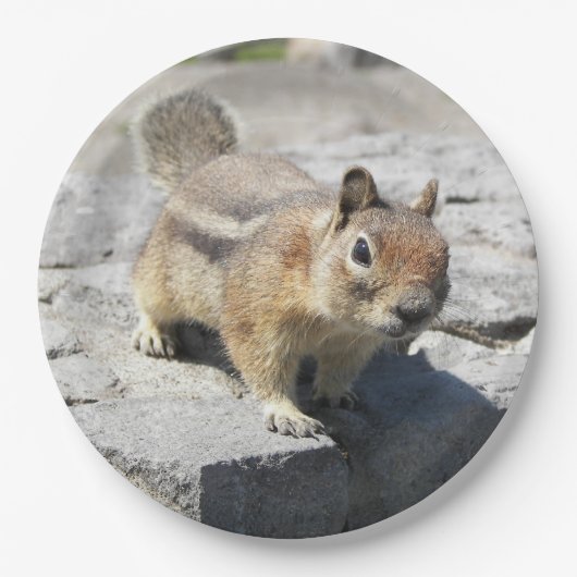Cute Ground Squirrel Natuur Foto Papieren Bordje (Voorkant)
