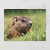 Cute Groundhog Peeking Green Grass Photo Briefkaart (Voorkant)
