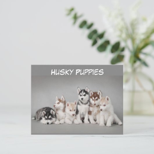 Cute Group of Husky Puppies Briefkaart (Staand voorkant)