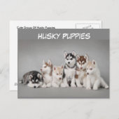 Cute Group of Husky Puppies Briefkaart (Voorkant / Achterkant)